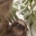 Sloth