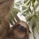 Sloth